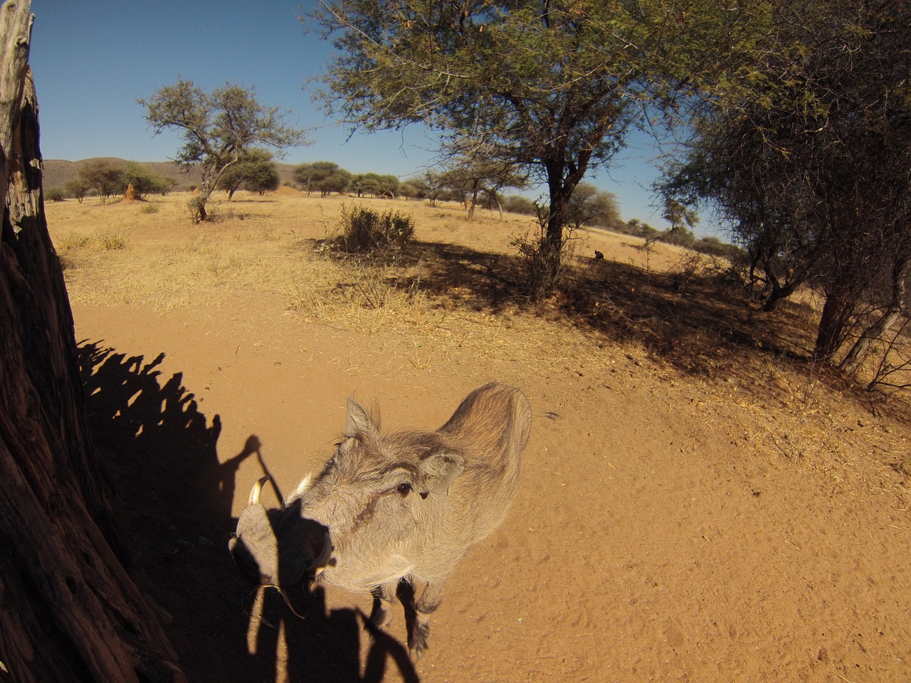 [8887] 2016_06_23_12_09_22_Africa_Hero3-Silver_Edition_IMG__00824.jpg