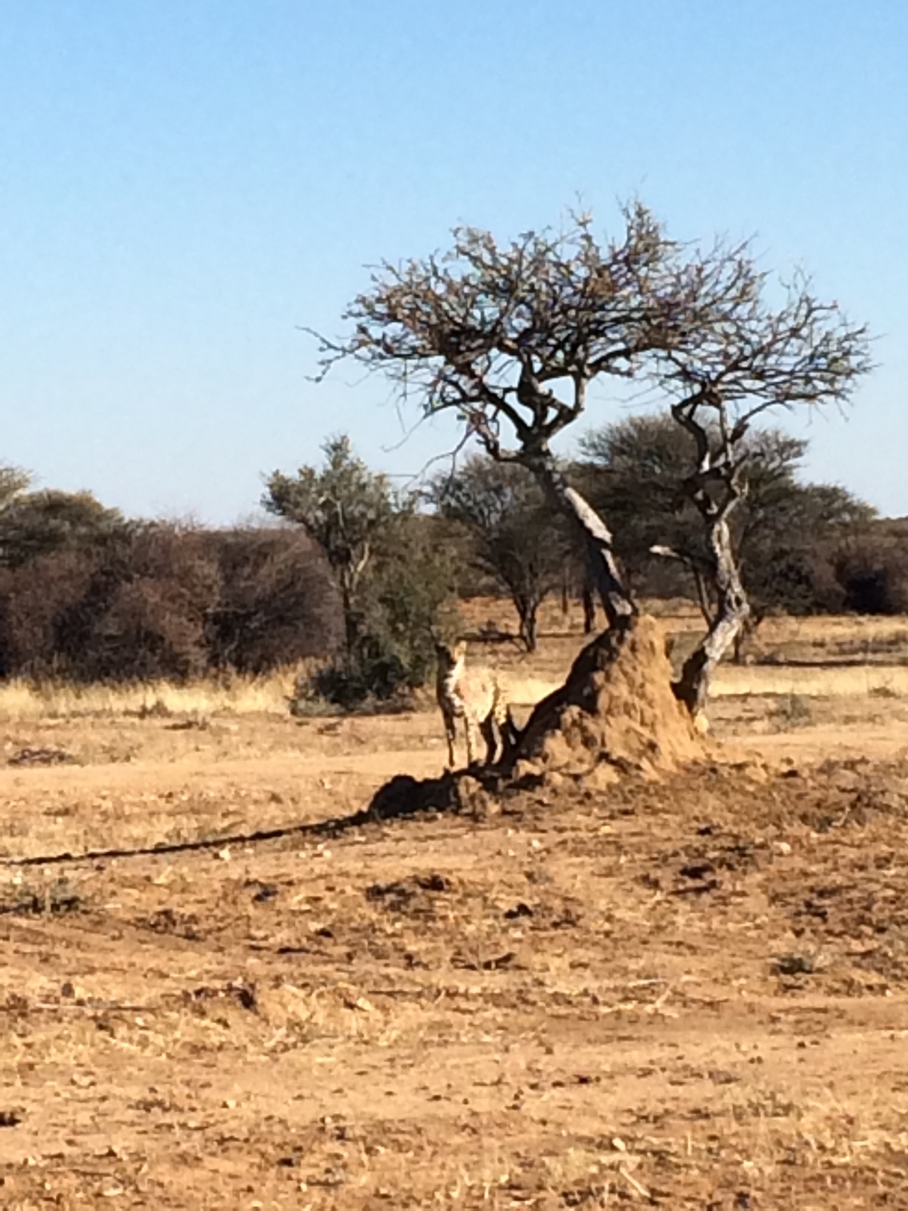 [1190] 2016_06_22_02_55_55_Africa_iPhone_5s_IMG_8055_05766.jpg