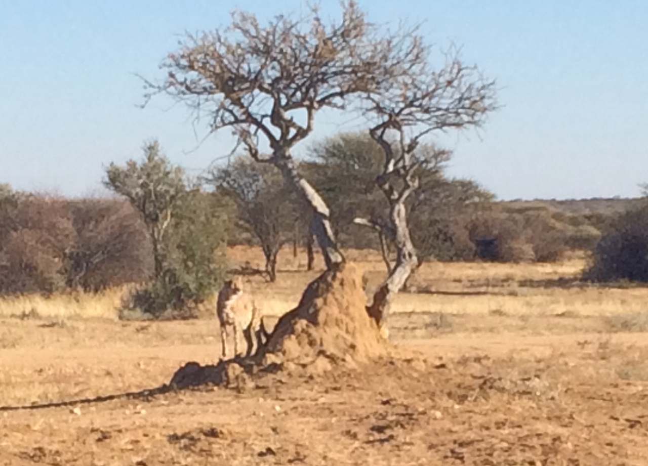 [1194] 2016_06_22_02_56_05_Africa_iPhone_5s_IMG_8056_05768.jpg