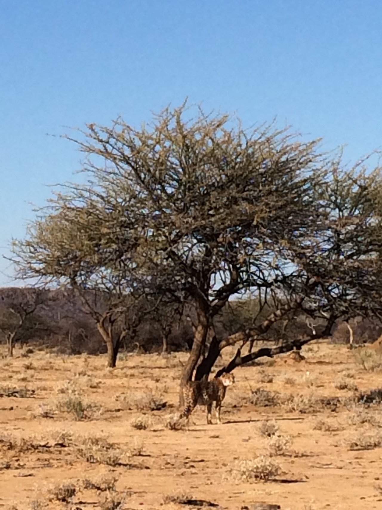[1640] 2016_06_22_03_14_09_Africa_iPhone_5s_IMG__05773.jpg