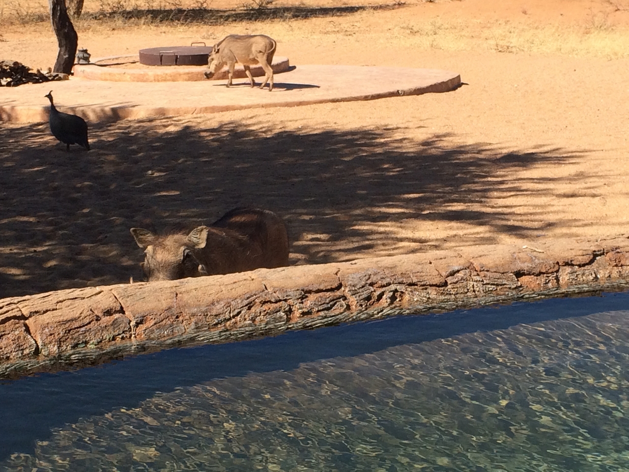 [2169] 2016_06_22_05_53_46_Africa_iPhone_5s_IMG__05795.jpg