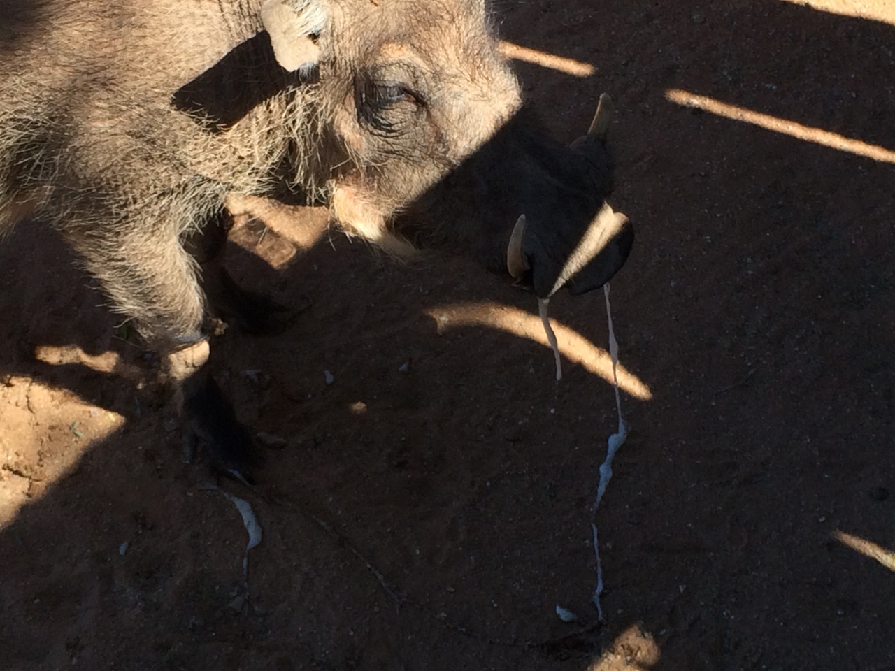 [2199] 2016_06_22_06_01_54_Africa_iPhone_5s_IMG__05809.jpg