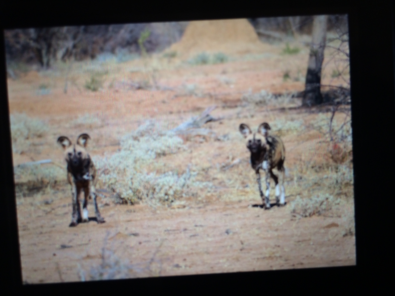[2222] 2016_06_22_07_06_01_Africa_iPhone_5s_IMG__00201.jpg