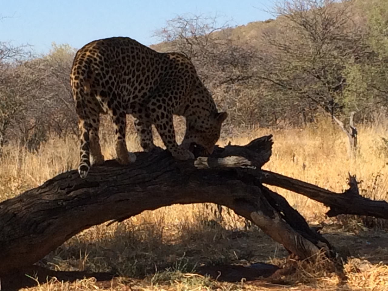 [5533] 2016_06_23_10_16_43_Africa_iPhone_5s_IMG__00307.jpg