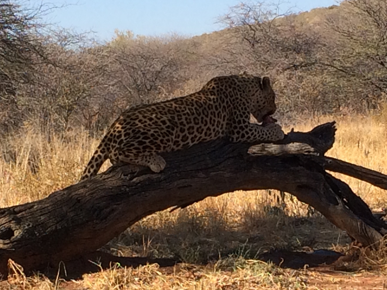 [5556] 2016_06_23_10_16_53_Africa_iPhone_5s_IMG__00311.jpg