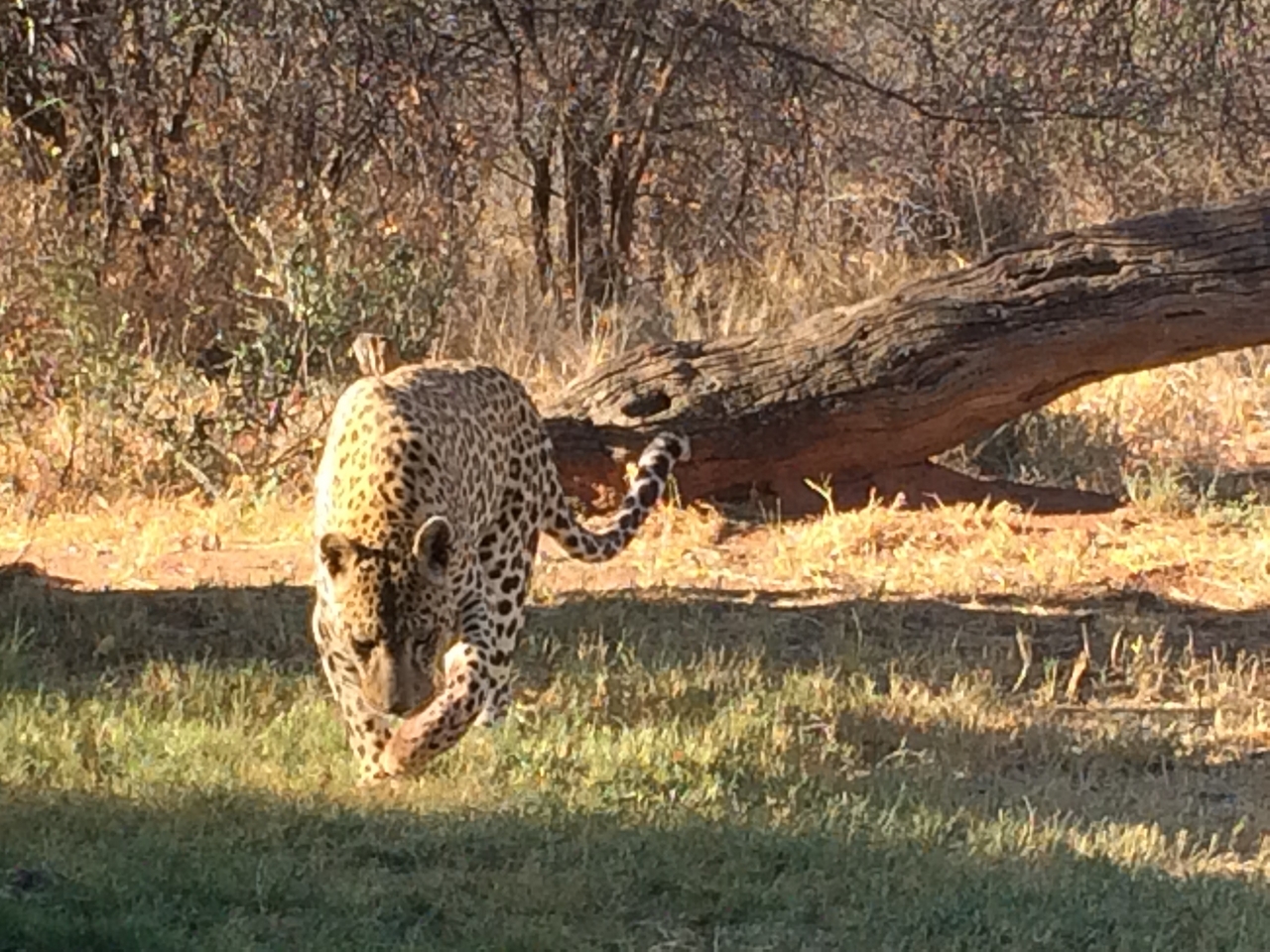 [6036] 2016_06_23_10_30_09_Africa_iPhone_5s_IMG__05941.jpg