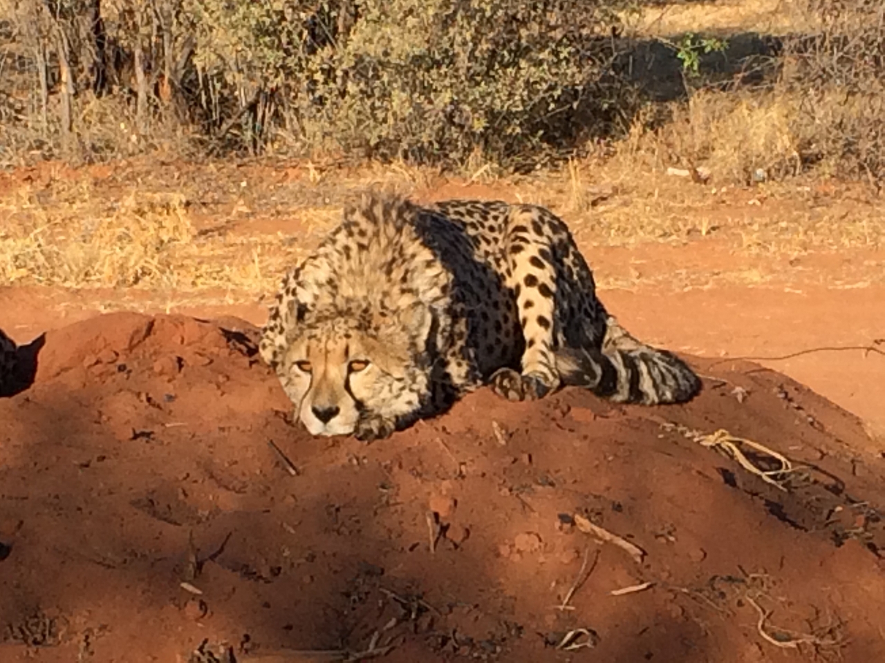 [7089] 2016_06_23_11_13_47_Africa_iPhone_5s_IMG__00365.jpg