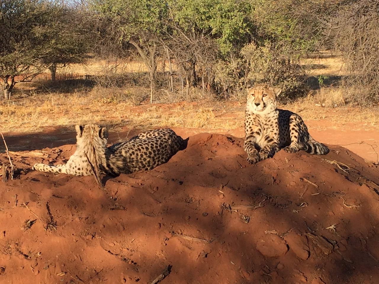[7126] 2016_06_23_11_15_08_Africa_iPhone_5s_IMG__05991.jpg