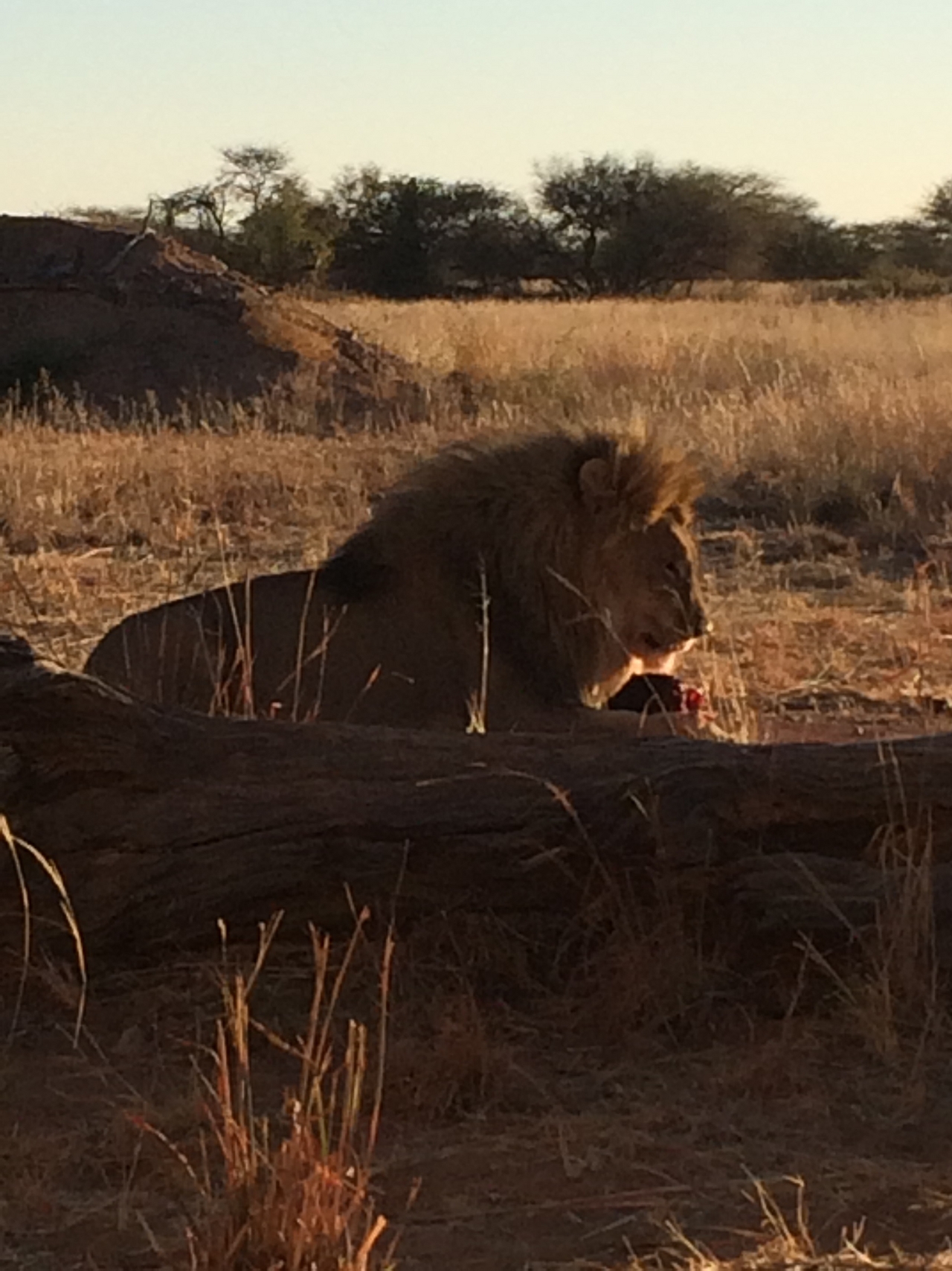 [7498] 2016_06_23_11_41_00_Africa_iPhone_5s_IMG__06003.jpg