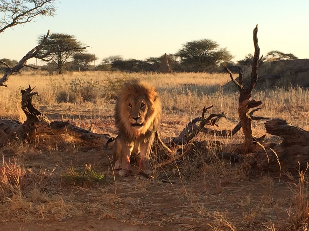 [8443] 2016_06_23_11_54_25_Africa_iPhone_5s_IMG__06017.jpg