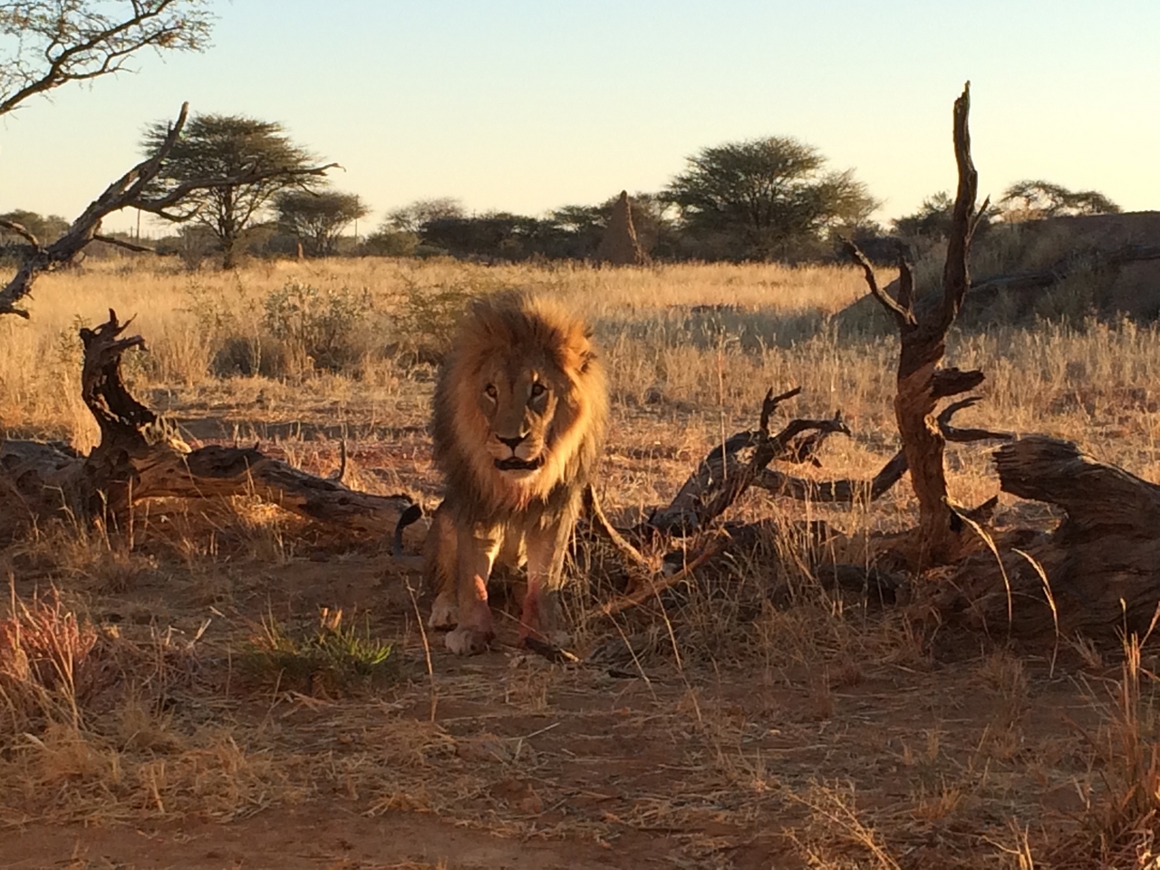 [8444] 2016_06_23_11_54_25_Africa_iPhone_5s_IMG__06019.jpg