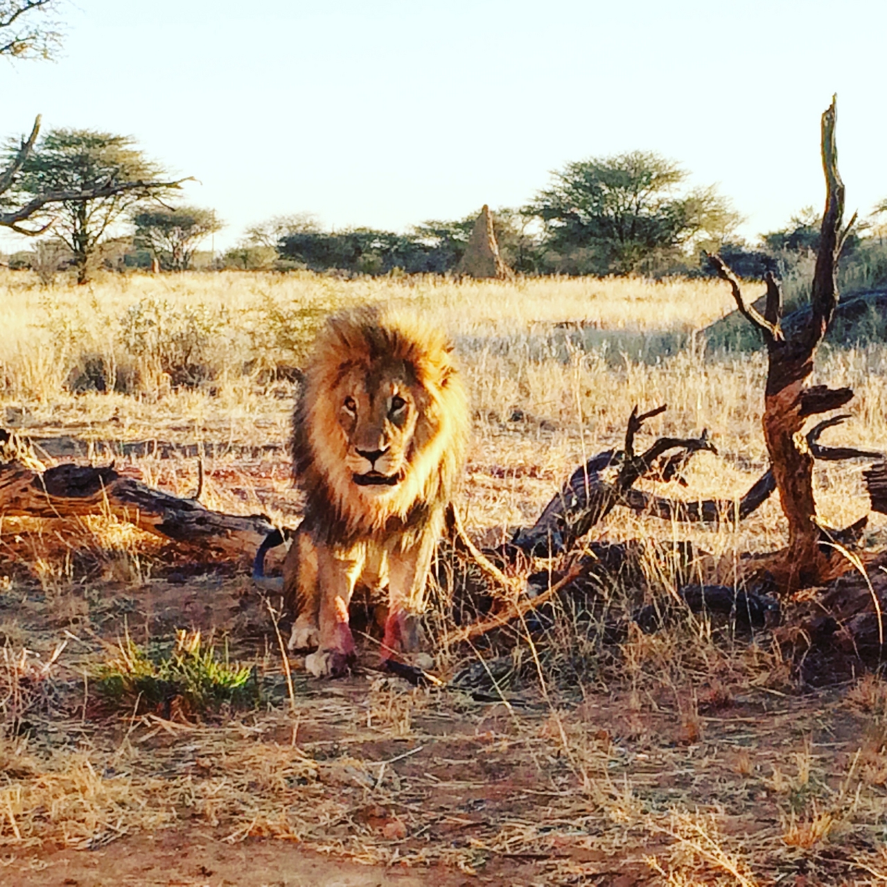 [8445] 2016_06_23_11_54_25_Africa_iPhone_5s_IMG__06257.jpg