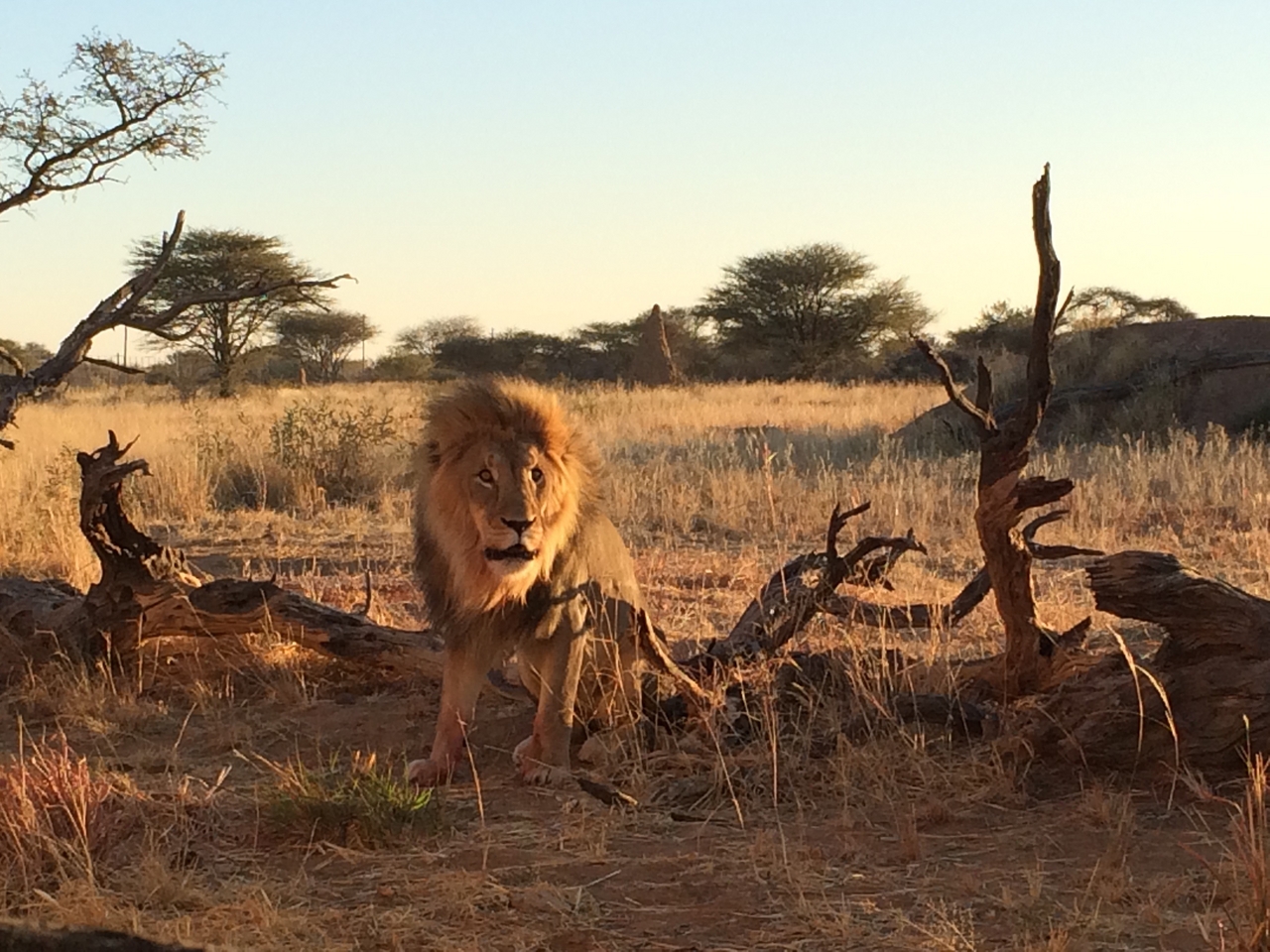 [8558] 2016_06_23_11_54_45_Africa_iPhone_5s_IMG__06025.jpg
