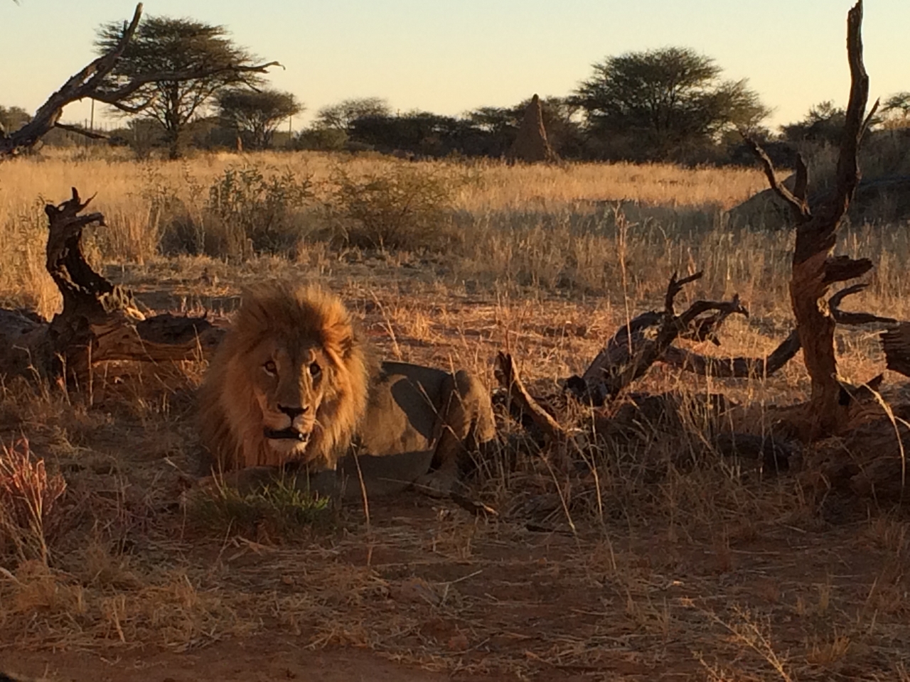 [8682] 2016_06_23_11_56_12_Africa_iPhone_5s_IMG__00413.jpg