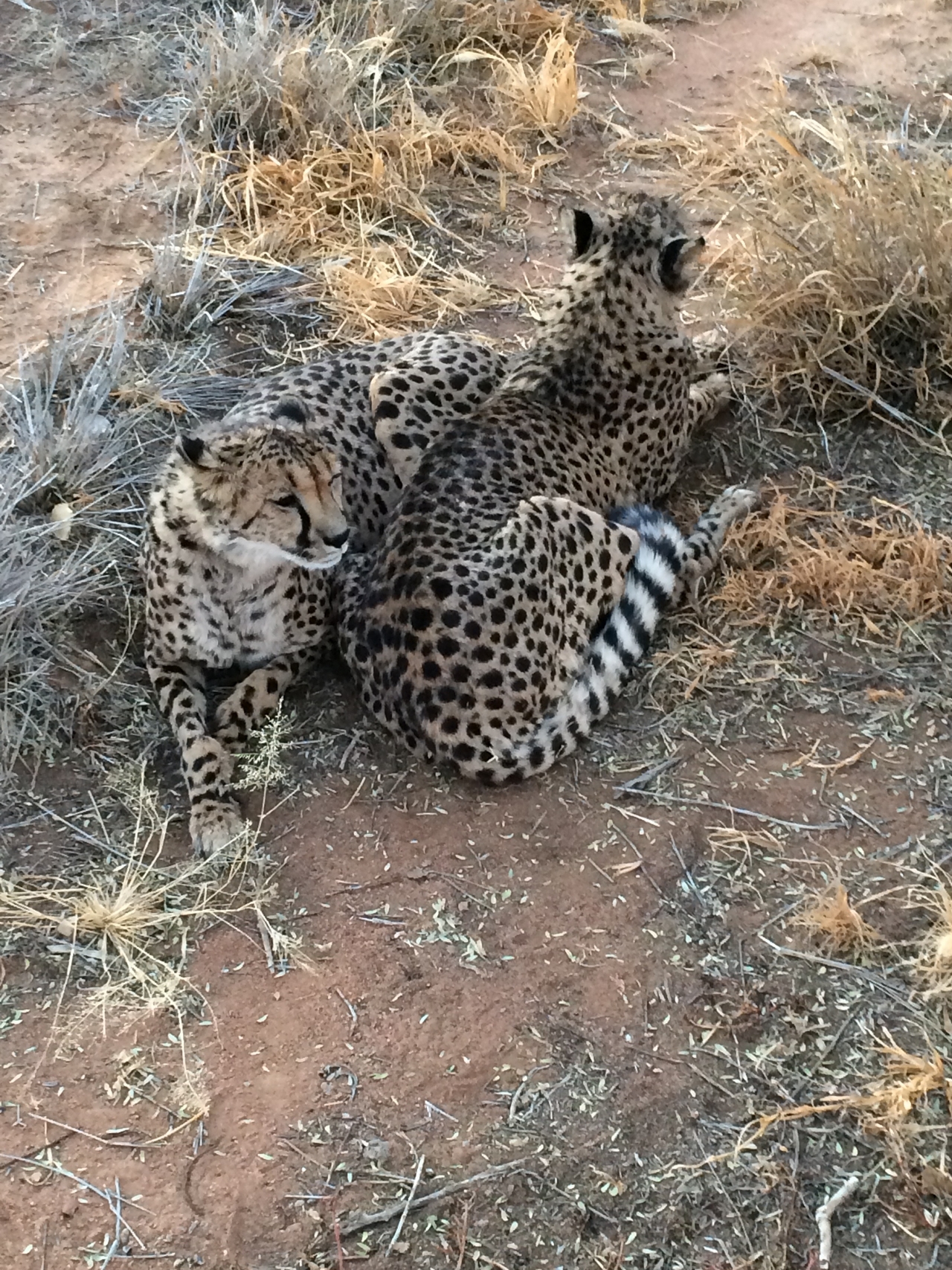 [8934] 2016_06_23_12_26_43_Africa_iPhone_5s_IMG__00423.jpg