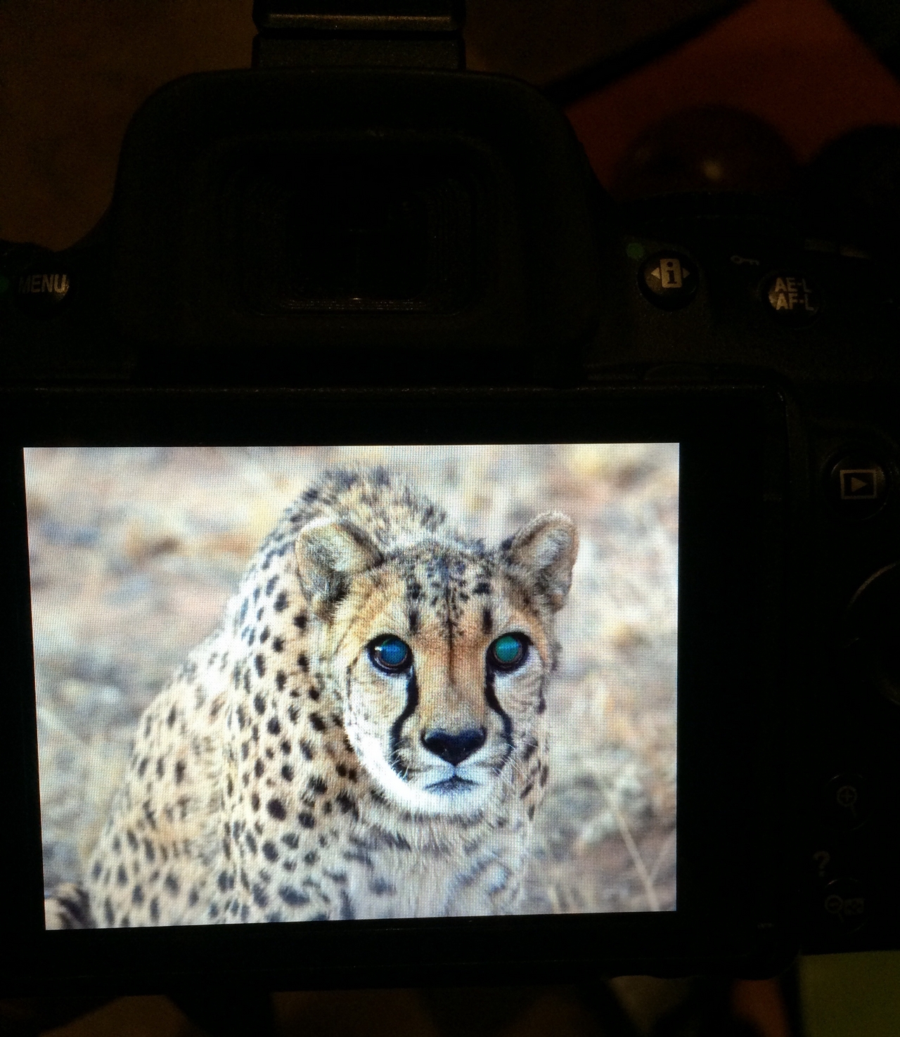 [8979] 2016_06_23_12_56_19_Africa_iPhone_5s_IMG__06059.jpg
