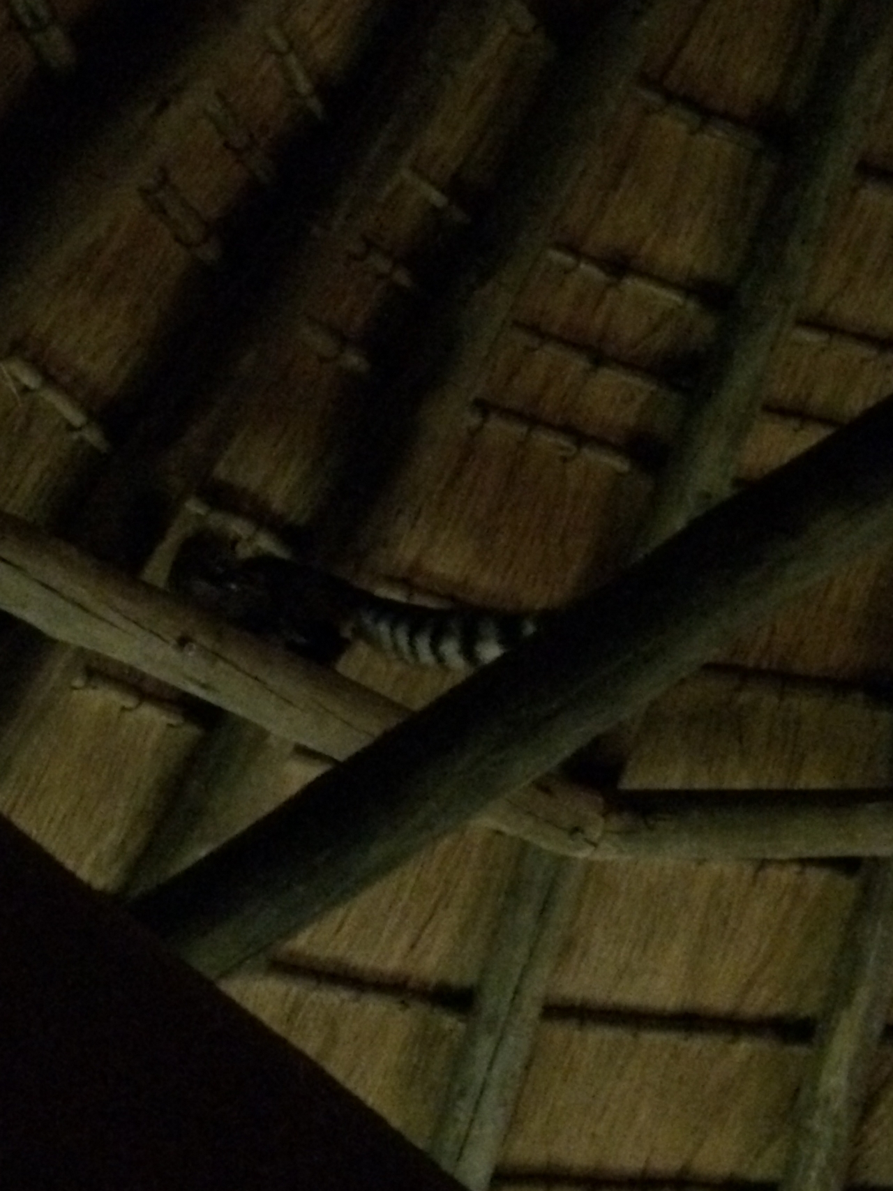[9581] 2016_06_23_17_51_56_Africa_iPhone_5s_IMG__06065.jpg