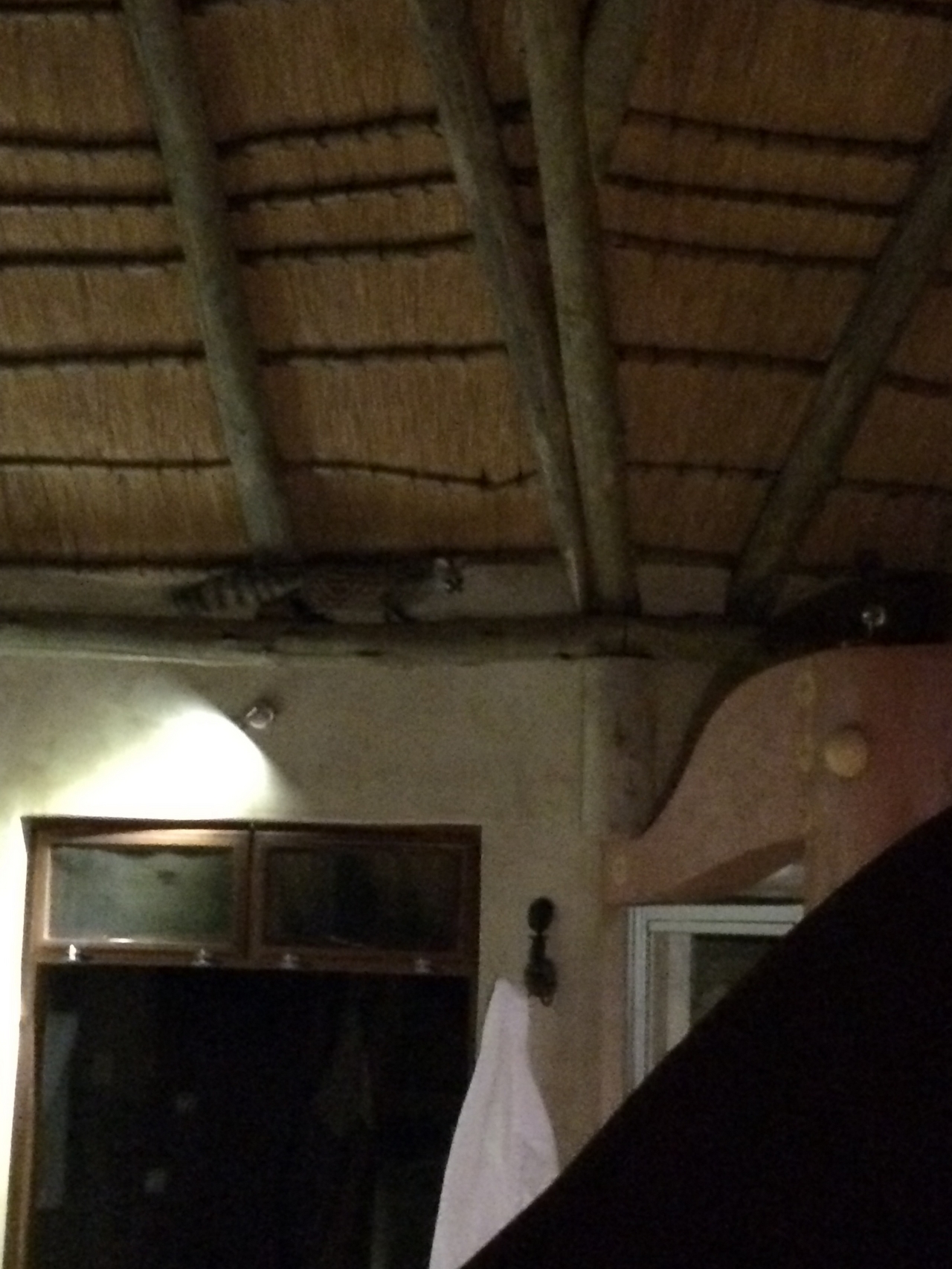 [9585] 2016_06_23_17_52_22_Africa_iPhone_5s_IMG__06067.jpg