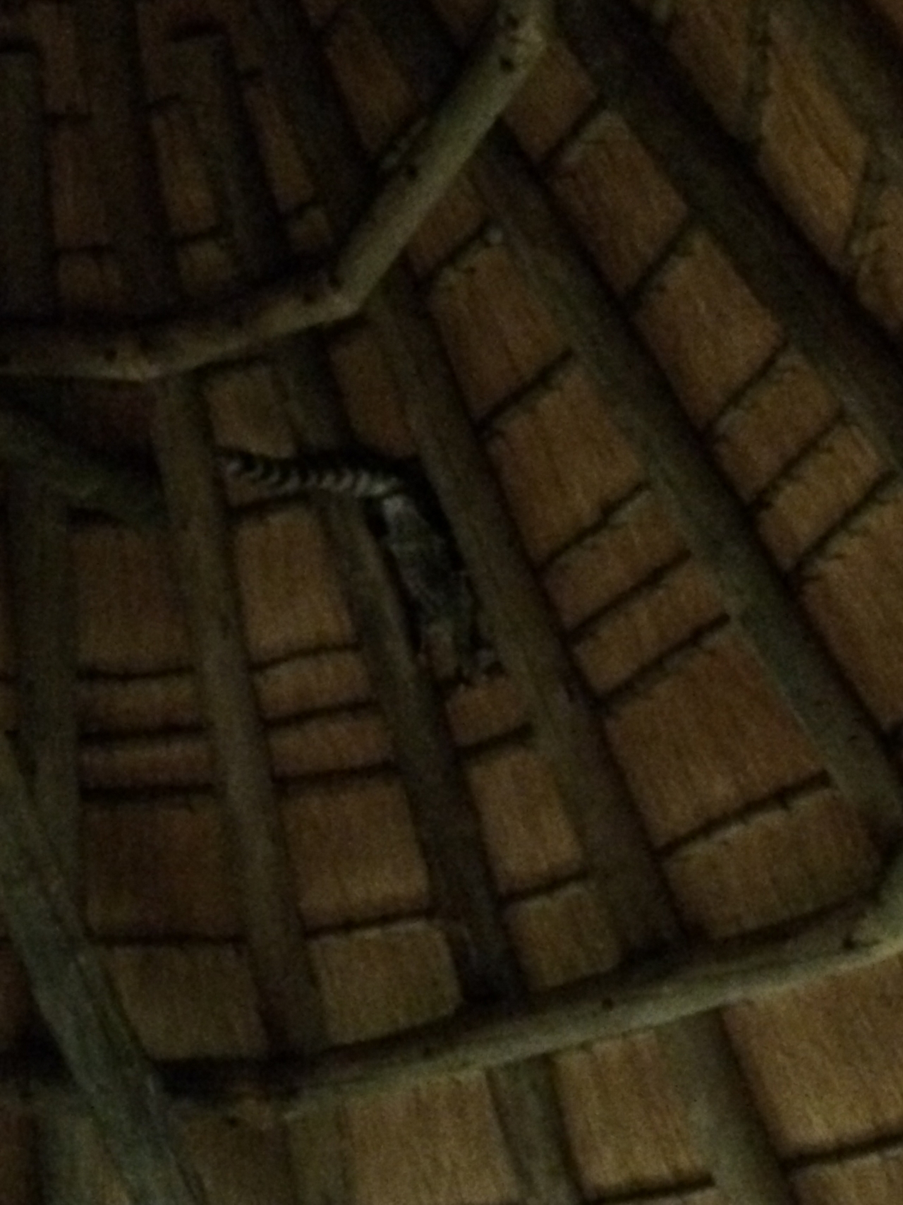 [9609] 2016_06_23_17_53_57_Africa_iPhone_5s_IMG__06079.jpg