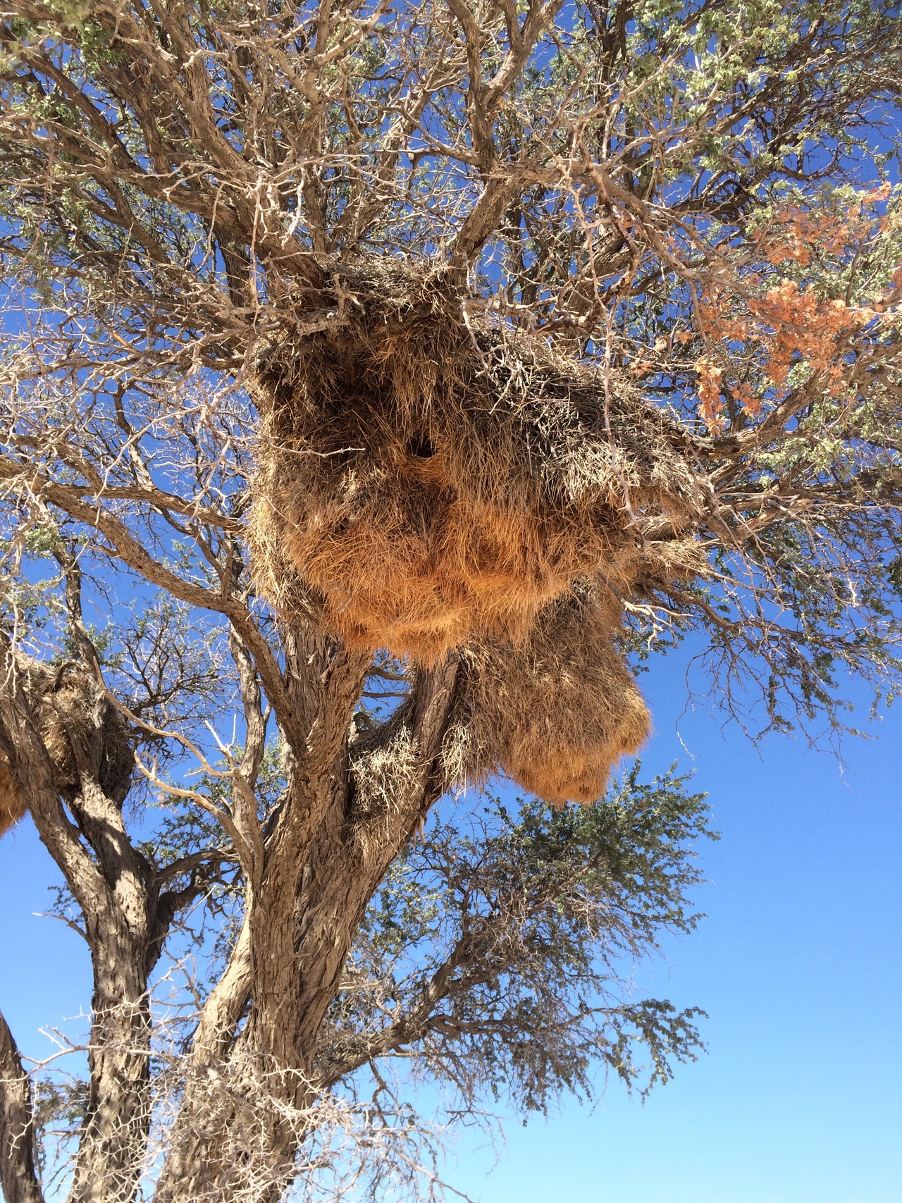 [16391] 2016_06_26_06_17_17_Africa_iPhone_5s_IMG__06225.jpg