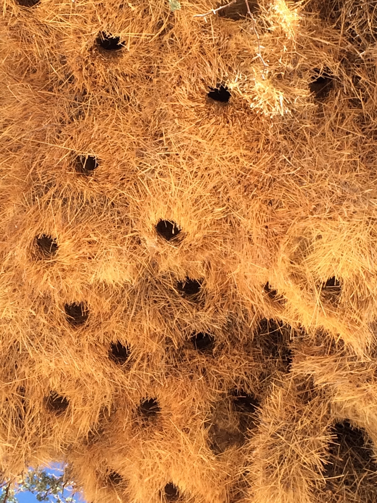 [16407] 2016_06_26_06_17_56_Africa_iPhone_5s_IMG__06233.jpg