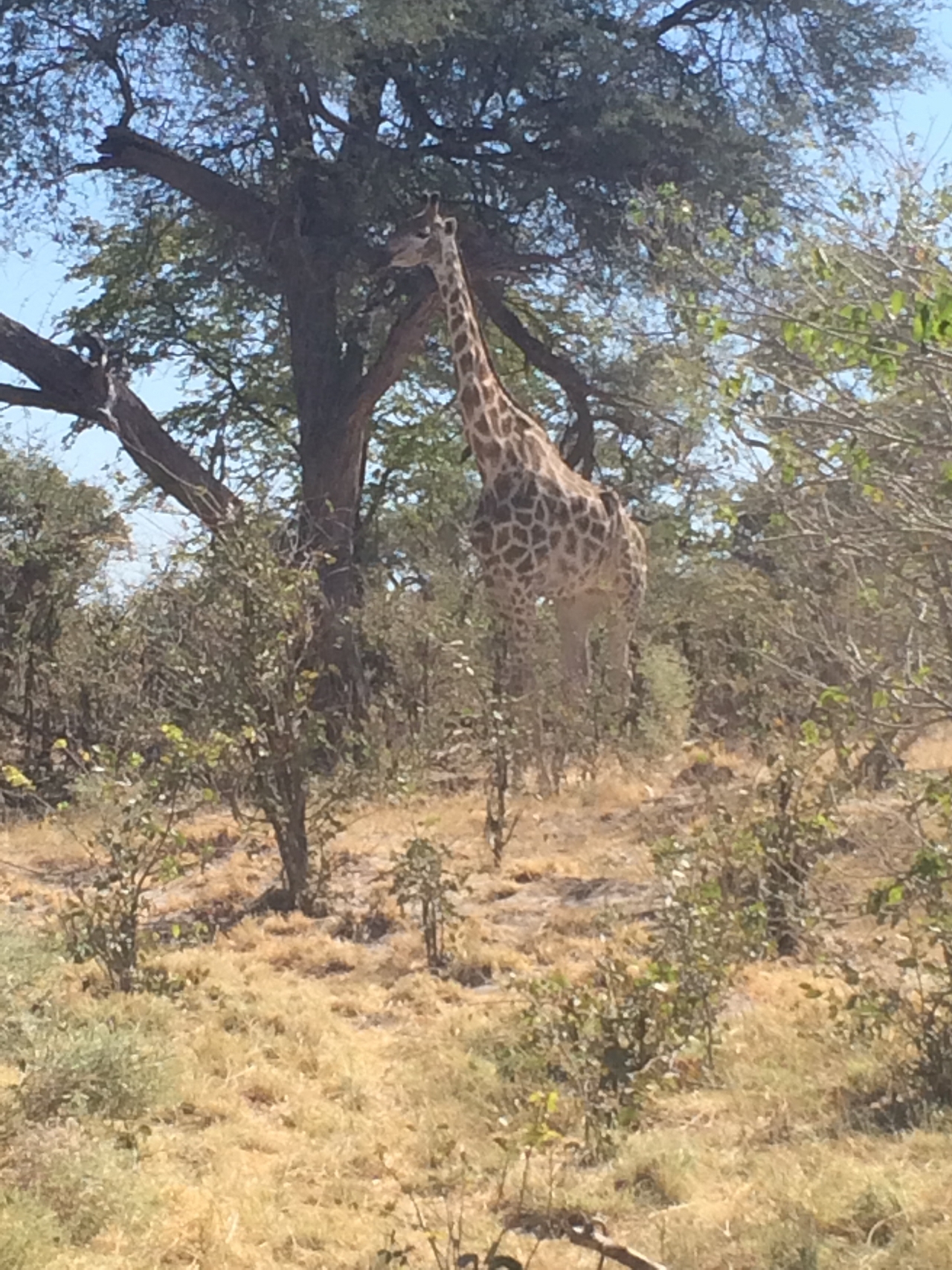 [16866] 2016_06_27_07_54_19_Africa_iPhone_5s_IMG__06325.jpg