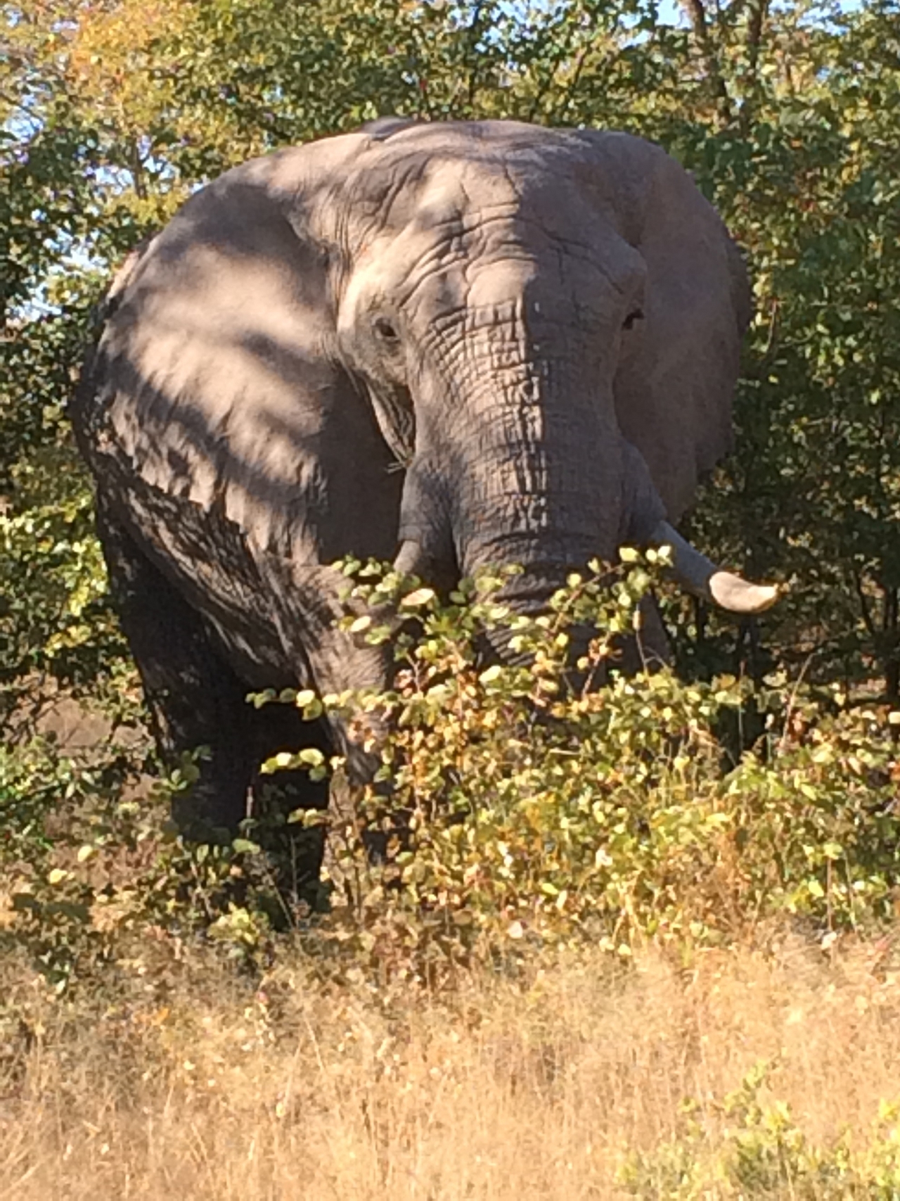 [17098] 2016_06_27_09_26_23_Africa_iPhone_5s_IMG_8450_06342.jpg