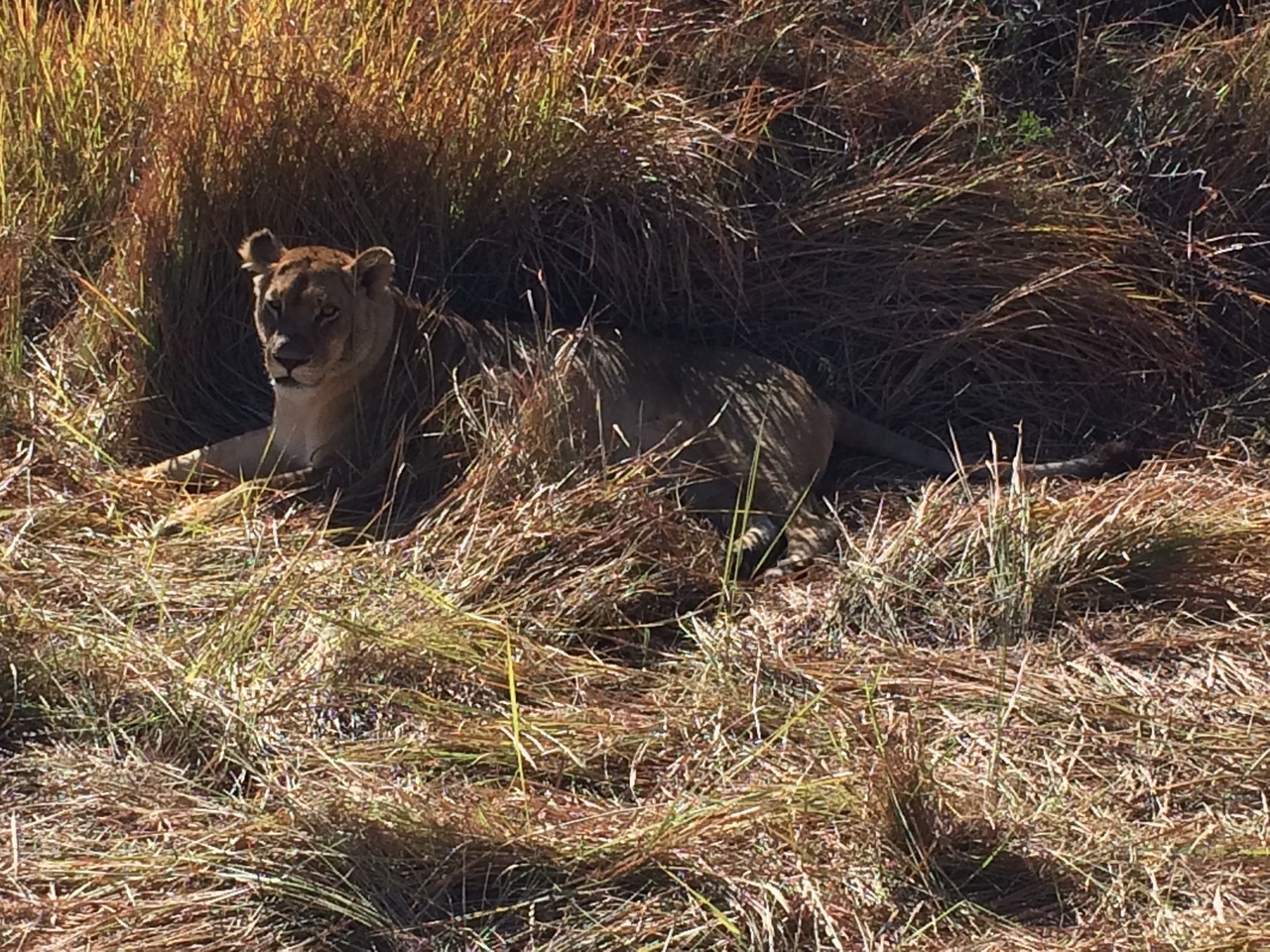 [18816] 2016_06_28_04_18_05_Africa_iPhone_5s_IMG__06372.jpg