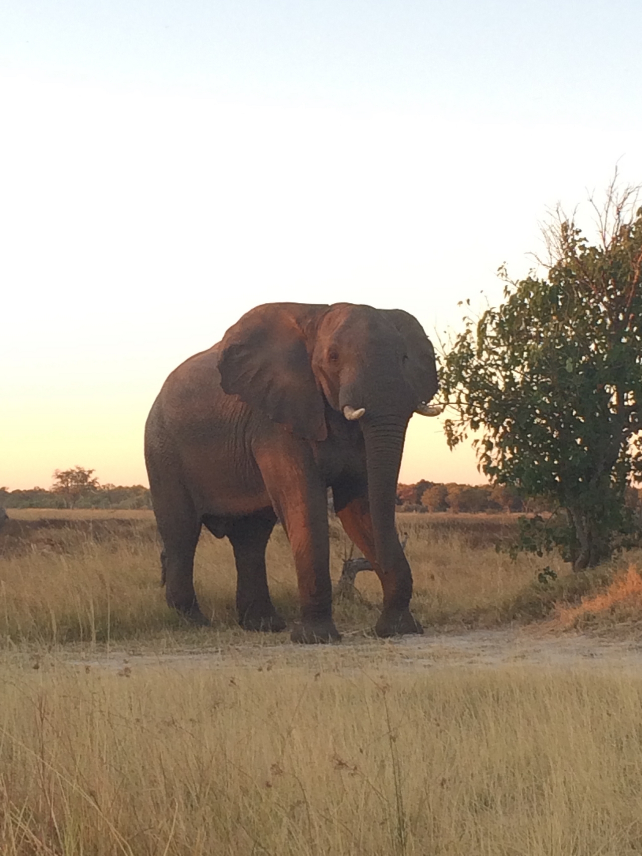 [20113] 2016_06_28_11_52_00_Africa_iPhone_5s_IMG__06396.jpg