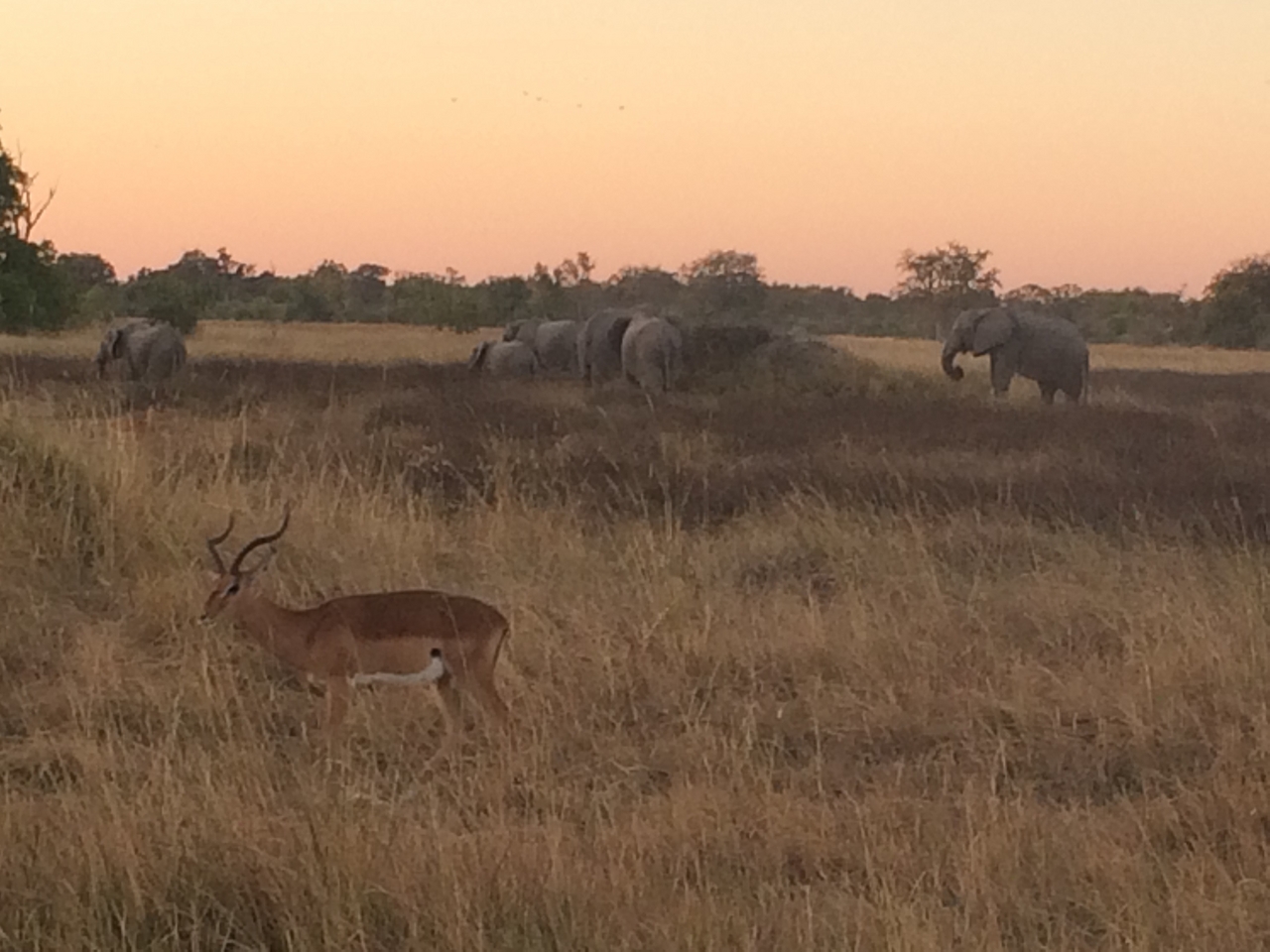 [20217] 2016_06_28_11_55_27_Africa_iPhone_5s_IMG__06405.jpg