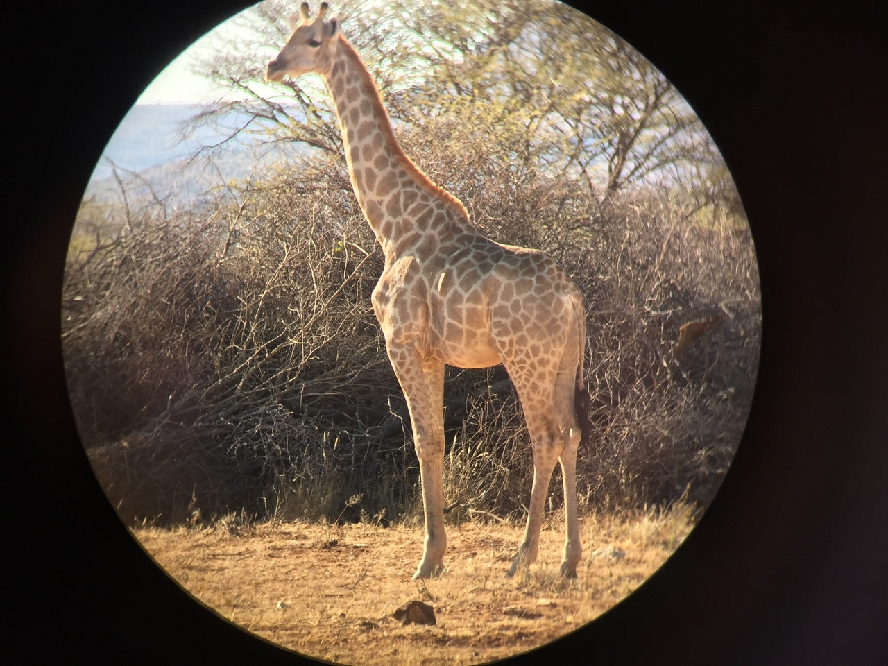 [2279] 2016_06_22_07_37_50_Africa_iPhone_6_IMG_3433_00123.jpg