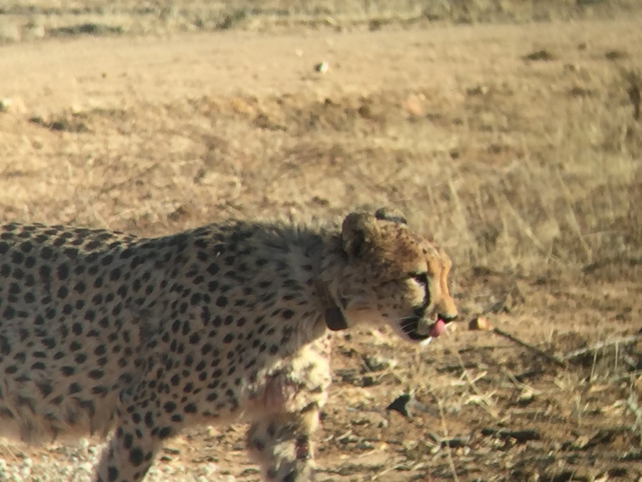 [2390] 2016_06_22_07_56_18_Africa_iPhone_6_IMG_7606_02542.jpg