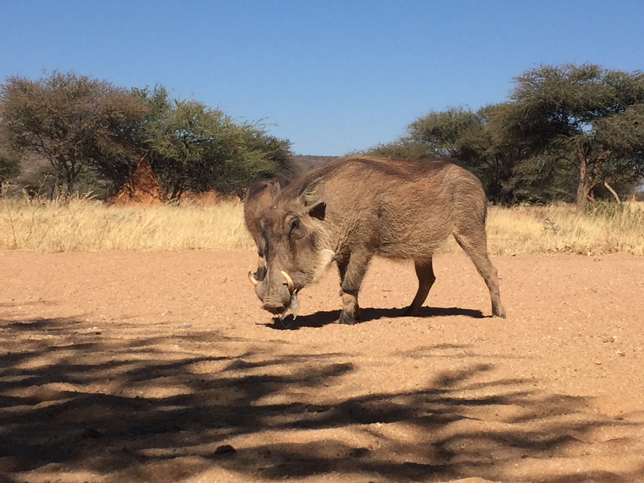 [2776] 2016_06_22_11_02_43_Africa_iPhone_6_IMG_7691_02623.jpg