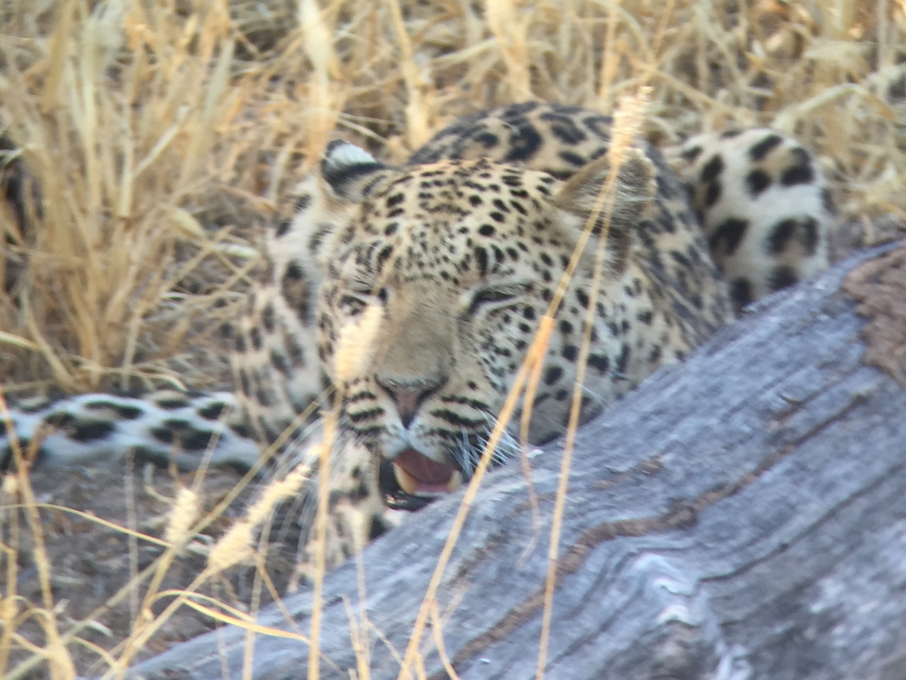 [3599] 2016_06_22_16_22_53_Africa_iPhone_6_IMG_7714_02645.jpg