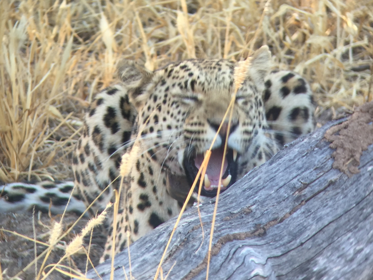 [3605] 2016_06_22_16_22_55_Africa_iPhone_6_IMG_7717_02648.jpg