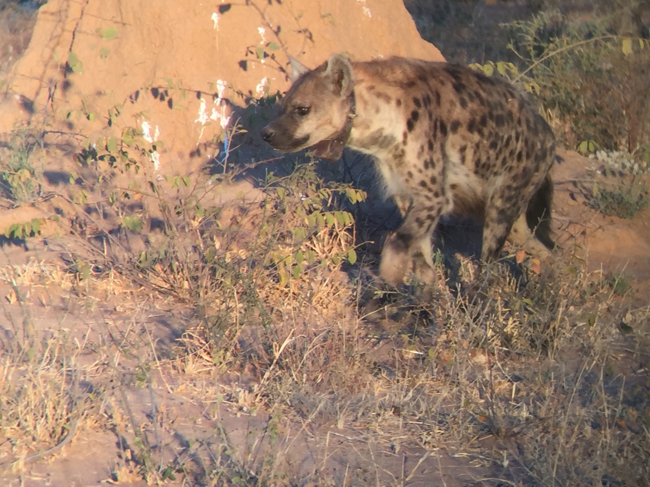 [3641] 2016_06_22_17_05_08_Africa_iPhone_6_IMG_7727_02658.jpg