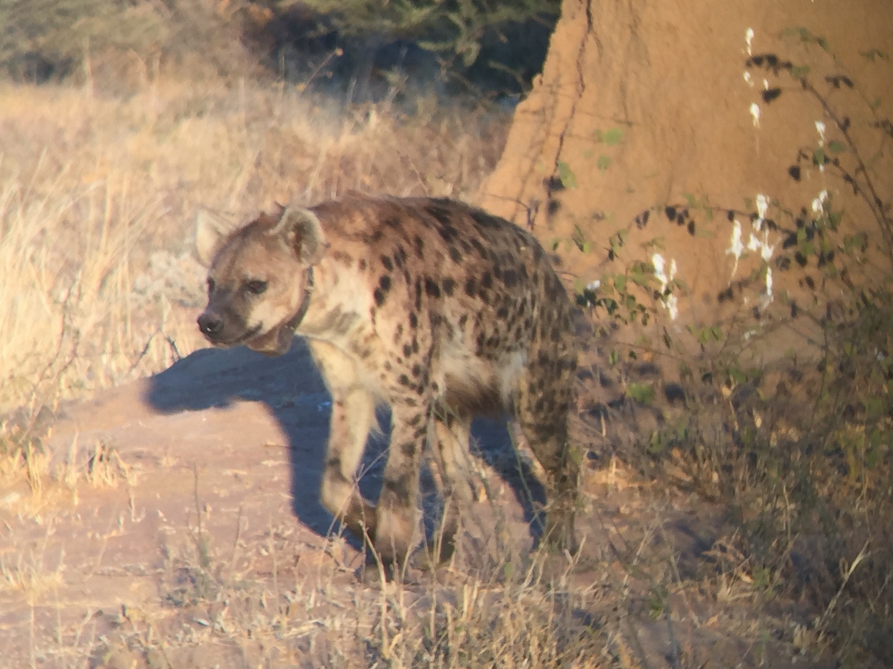 [3642] 2016_06_22_17_05_11_Africa_iPhone_6_IMG_7728_00318.jpg