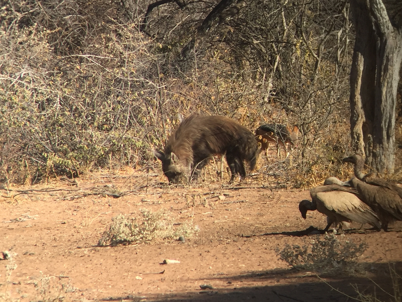 [9044] 2016_06_23_15_03_44_Africa_iPhone_6_IMG_7813_00399.jpg