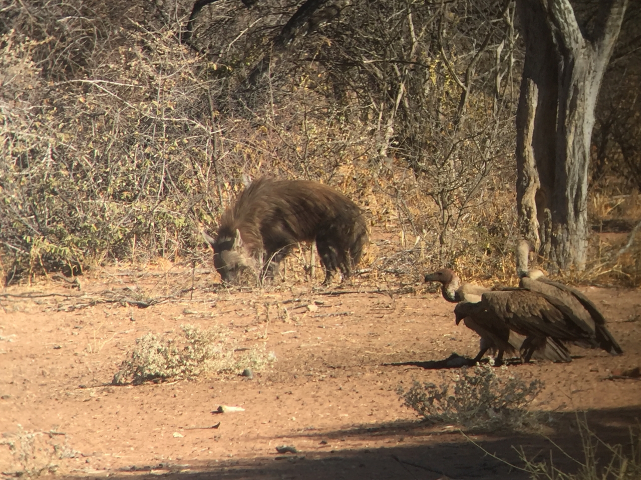 [9047] 2016_06_23_15_03_47_Africa_iPhone_6_IMG_7814_02741.jpg