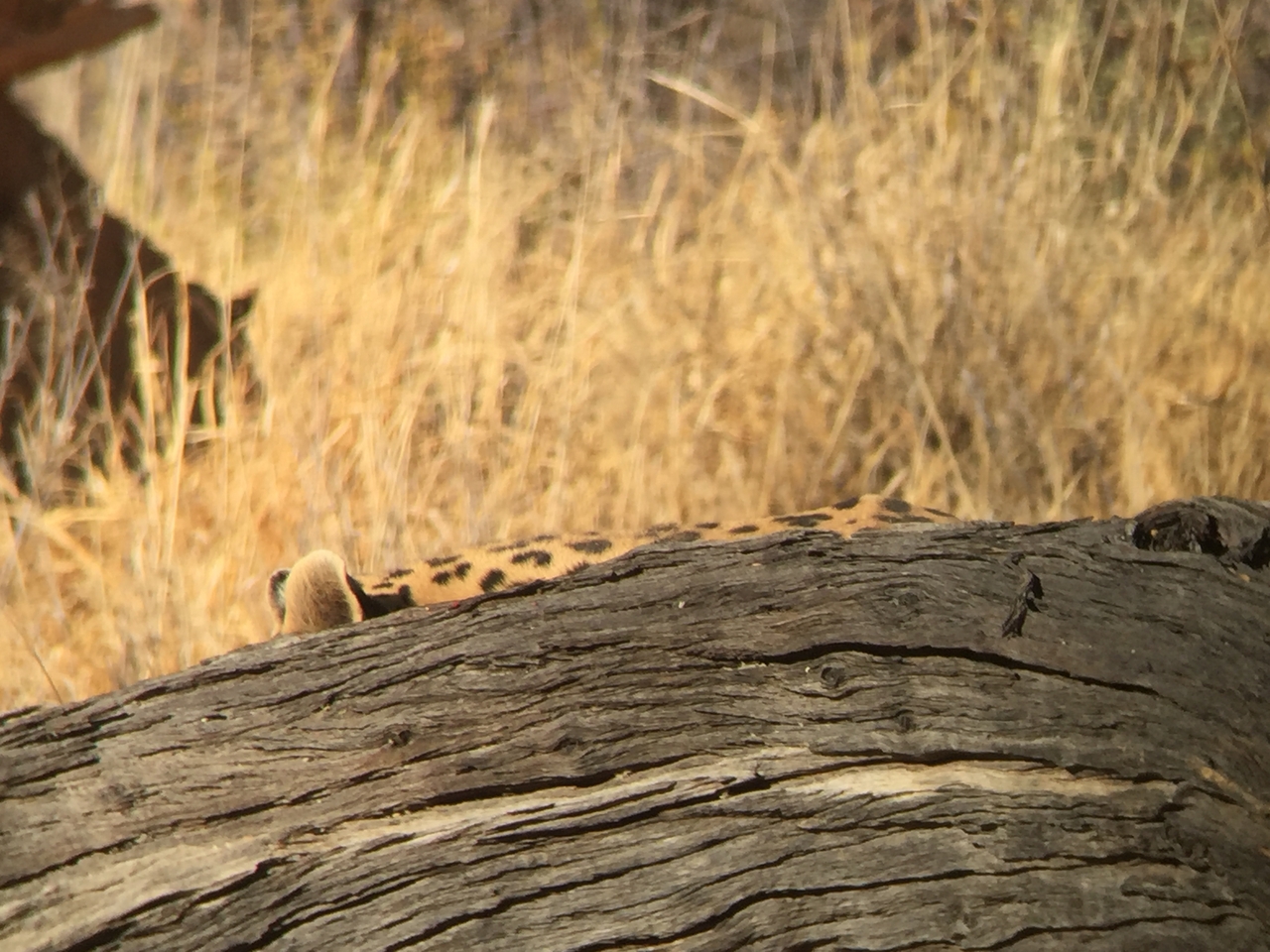 [9070] 2016_06_23_15_16_27_Africa_iPhone_6_IMG_7824_00410.jpg