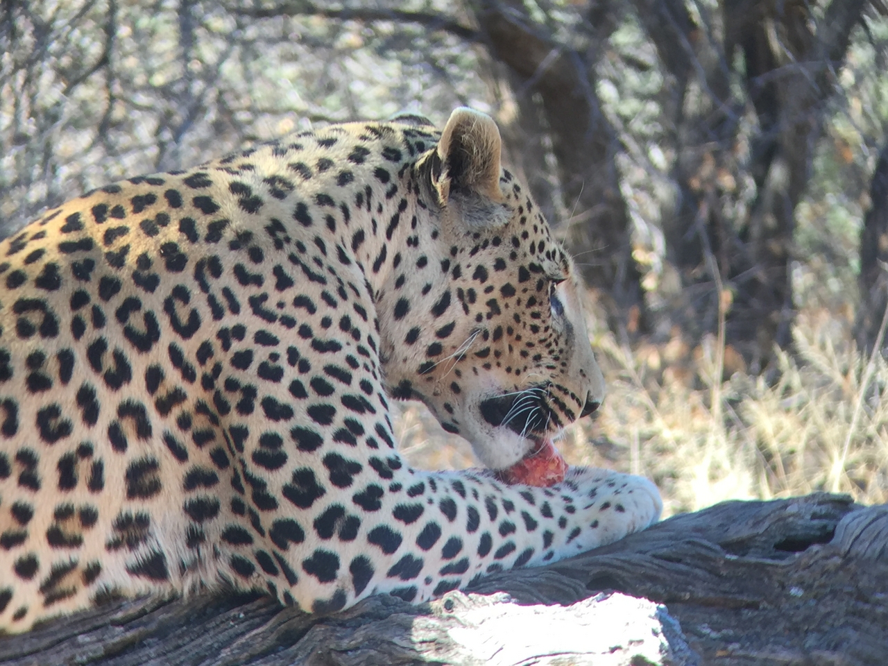 [9103] 2016_06_23_15_22_51_Africa_iPhone_6_IMG_7840_02767.jpg