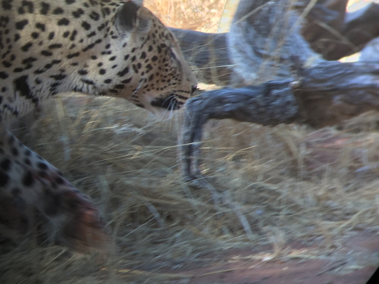 [9112] 2016_06_23_15_25_25_Africa_iPhone_6_IMG_7845_00431.jpg