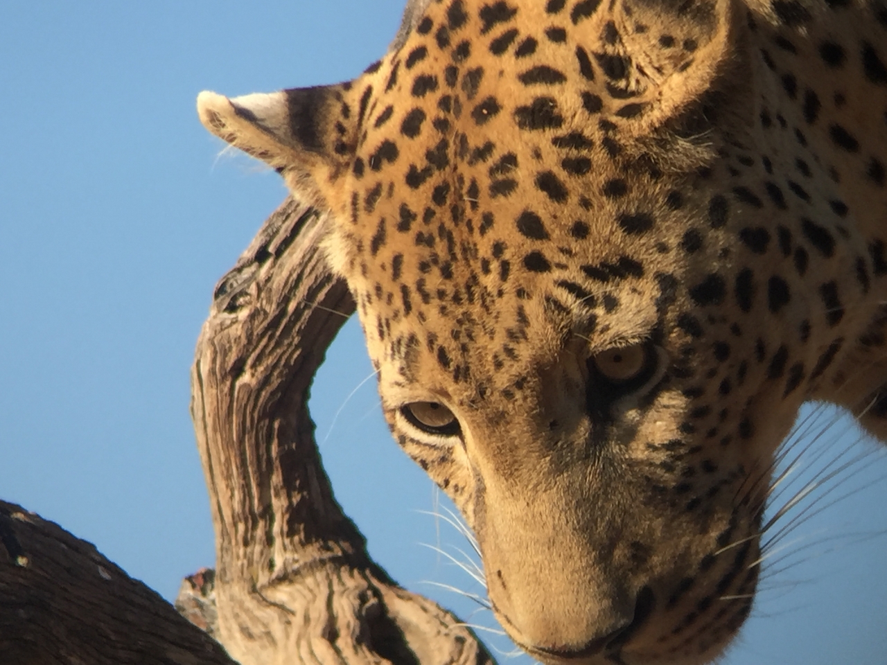 [9161] 2016_06_23_15_26_48_Africa_iPhone_6_IMG_7870_02796.jpg