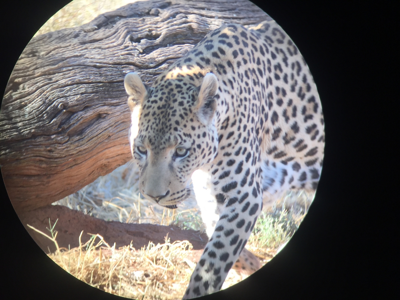 [9196] 2016_06_23_15_30_06_Africa_iPhone_6_IMG_7888_00473.jpg