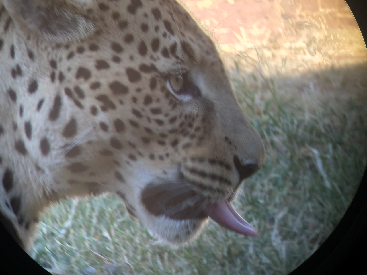 [9221] 2016_06_23_15_31_14_Africa_iPhone_6_IMG_7900_02826.jpg