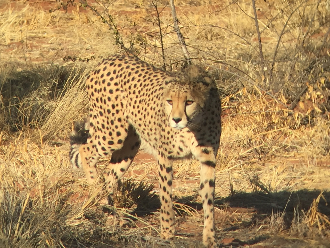 [9245] 2016_06_23_15_49_47_Africa_iPhone_6_IMG_7913_02838.jpg