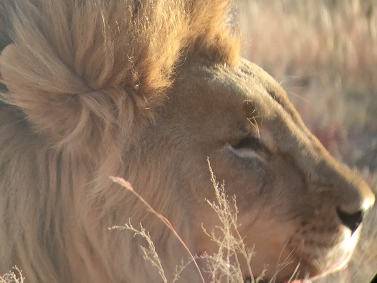 [9408] 2016_06_23_16_41_08_Africa_iPhone_6_IMG_7990_02912.jpg