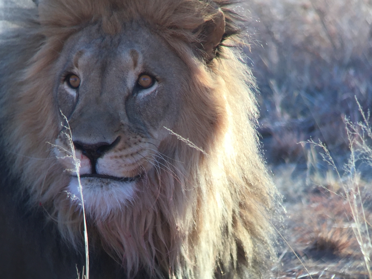 [9452] 2016_06_23_16_51_25_Africa_iPhone_6_IMG_8010_00592.jpg