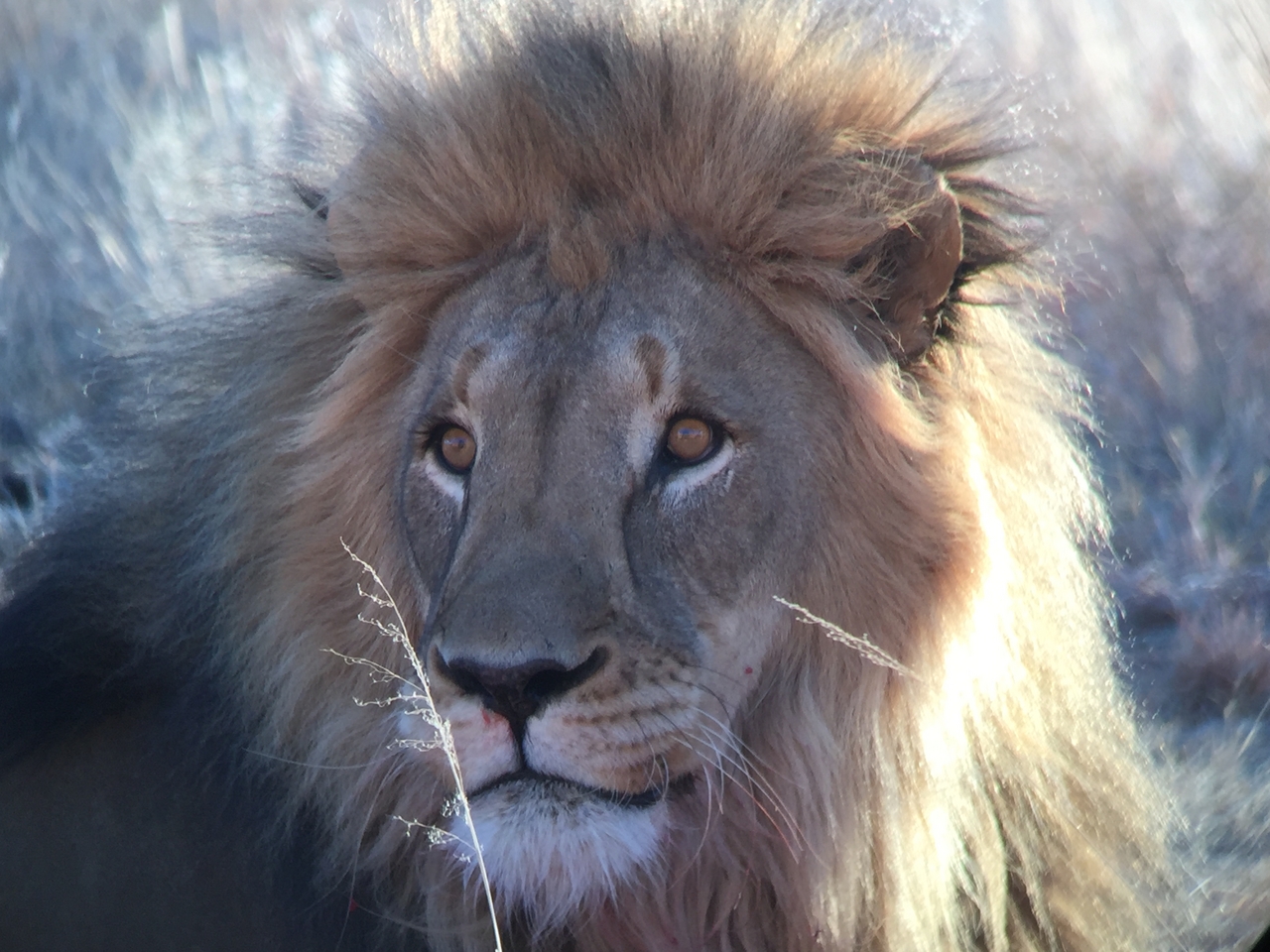 [9456] 2016_06_23_16_51_26_Africa_iPhone_6_IMG_8011_02934.jpg