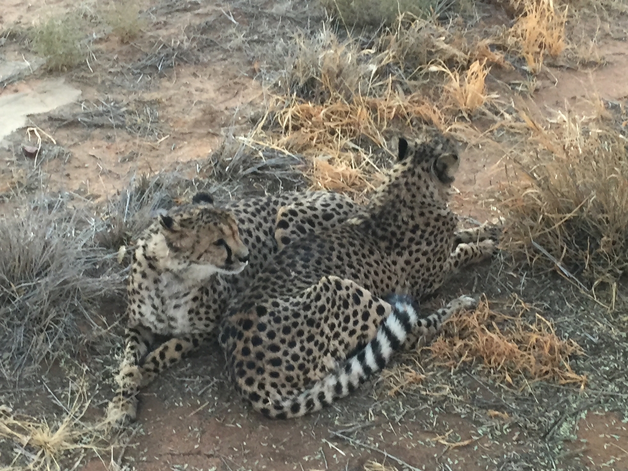 [9533] 2016_06_23_17_27_01_Africa_iPhone_6_IMG_8027_02949.jpg